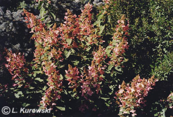 Hydrangea, 'Pink Diamond' Panicled hydrangea