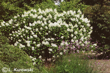 Hydrangea, 'Tardiva' Panicled hydrangea