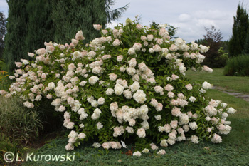 Hortensja bukietowa 'Grandiflora'