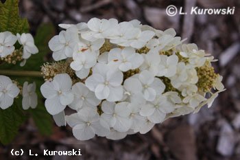 Hydrangea, 'Snowflake' Oakleaf hydrangea