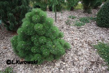 Pinus nigra 'Helga'
