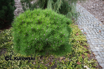 Pinus nigra 'Bambino' (='Gaelle Bregeon')