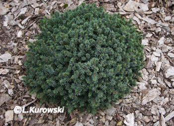 Spruce, 'Echiniformis' White spruce