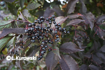 Sambucus nigra 'Black Beauty'
