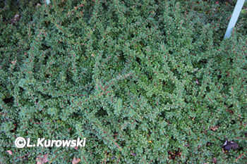 Cotoneaster procumbens 'Cooper'