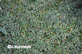 Cotoneaster, 'Mooncreeper' Bearberry cotoneaster