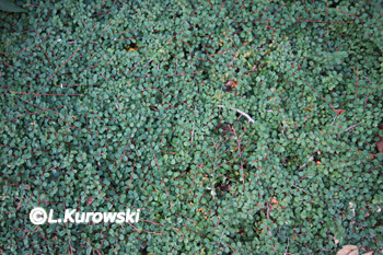 Cotoneaster procumbens 'Queen of Carpet'
