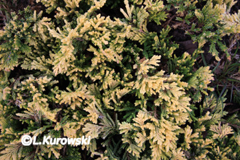 Juniperus horizontalis 'Mother Lode'