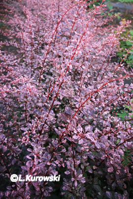 Barberry, 'Rose Glow' Japanese barberry