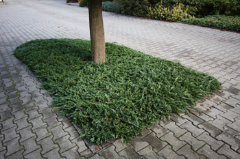 Juniperus horizontalis 'Wiltonii' ('Glauca')