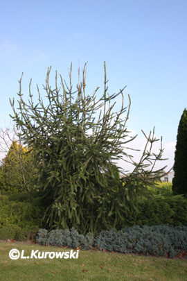 Spruce, 'Virgata' Norway spruce