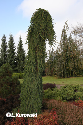 Spruce, 'Frohburg' Norway spruce
