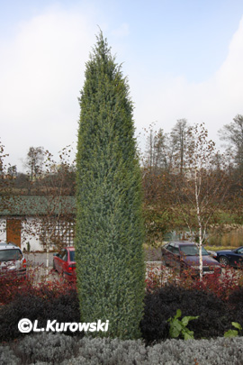 Juniperus communis 'Meyer'