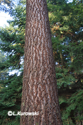 Douglas-Fir, Rocky Mountain Douglas-fir
