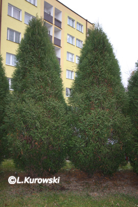 Lebensbaum, Abendländischer Lebensbaum 'Wagnerii'