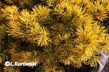 Pinus mugo 'Carsten' (Carsten's Wintergold')
