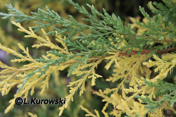 Juniperus media 'Blue and Gold'