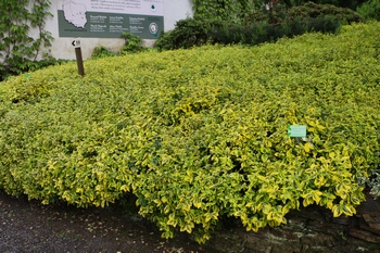 Euonymus fortunei 'Gold Tip'