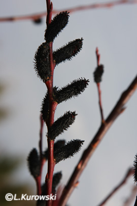 Willow, 'Melanostachys' Rose-Gold Pussy willow