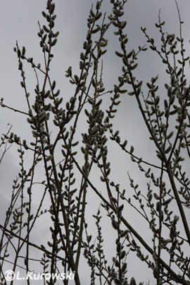 Salix x smithiana