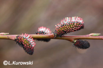 Willow, 'Melanostachys' Rose-Gold Pussy willow
