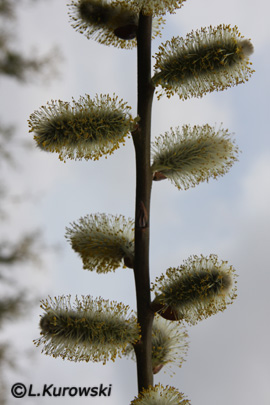 Salix x smithiana