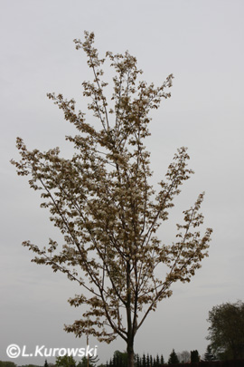 Amelanchier arborea 'Robin Hill'