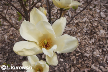 Magnolia denudata 'Yellow River'