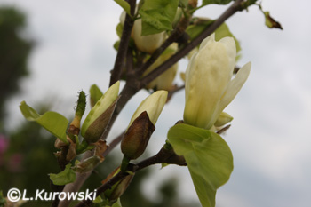 Magnolia naga 'Yellow River'