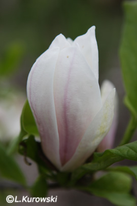 Magnolia Soulangea 'Amabilis'