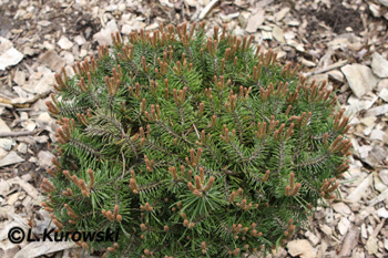 Pinus mugo 'Paradakissen'