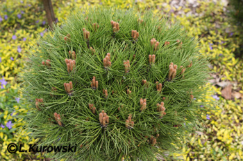 Pinus nigra 'Marie Bregeon' 