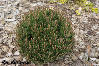 Pinus mugo 'Hvozdany'