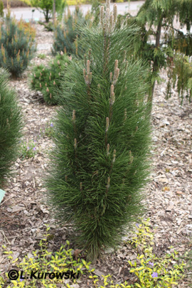 Pinus nigra 'Zimmer'