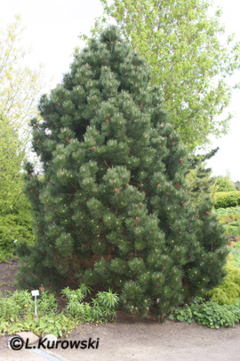Pinus heldreichii 'Malinki' (P. leucodermis 'Malinki')