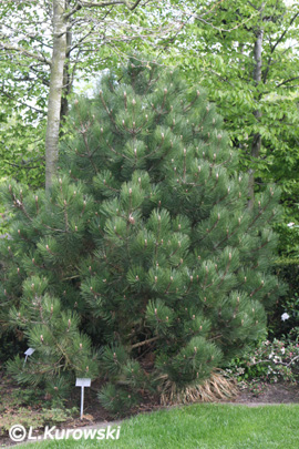 Pinus heldreichii ‘Compact Gem’(P. leucodermis ‘Compact Gem’) 