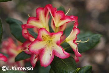 Rhododendron x hybrida