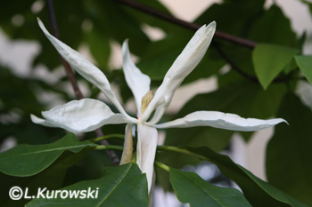 Magnolia parasolowata