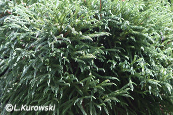 Cryptomeria japonica 'Globosa'