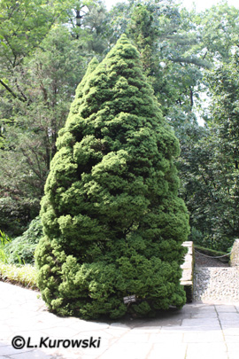 Picea glauca 'Conica'