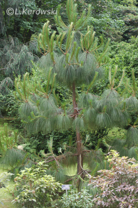 Pinus montezumae