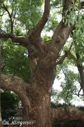 Drzewo kamforowe