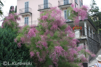 Tamarix ramosissima (pentandra) 'Pink Cascade'