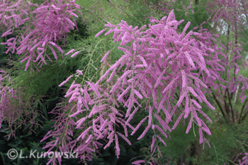 Tamariske, Kaspische Tamariske 'Pink Cascade'