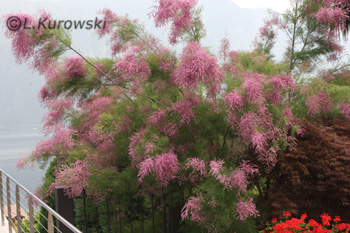 Tamarix ramosissima (pentandra) 'Pink Cascade'