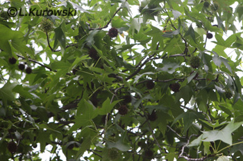 Ликвидамбар стираксовый (амбровое дерево