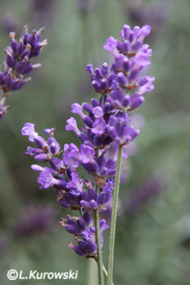 Lavandula angustifolia 'Royal Purple'