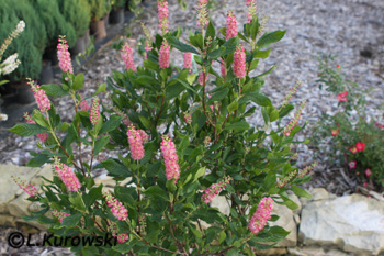 Clethra alnifolia 'Pink Spire'
