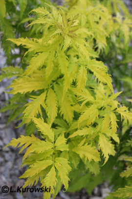 Sambucus racemosa 'Sutherland Gold'