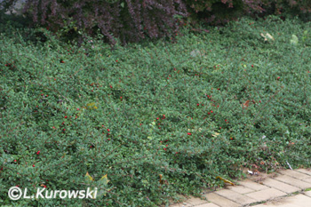 Cotoneaster  radicans (dammeri) 'Eichholz'